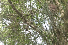 Tillandsia balbisiana