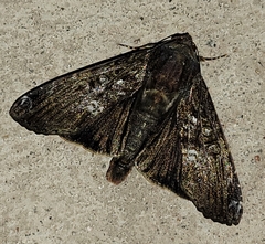 Magusa divaricata