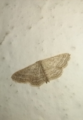 Idaea elongaria