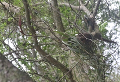 Tillandsia balbisiana