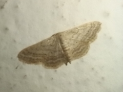 Idaea elongaria