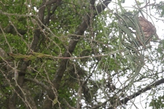 Tillandsia balbisiana
