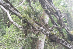 Tillandsia utriculata