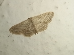 Idaea elongaria