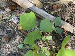 Pueraria montana