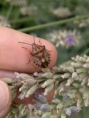 Carpocoris