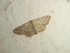 Idaea elongaria