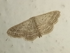 Idaea elongaria