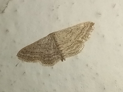 Idaea elongaria
