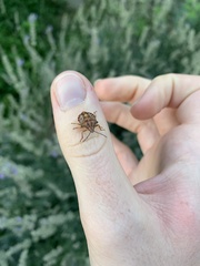 Carpocoris