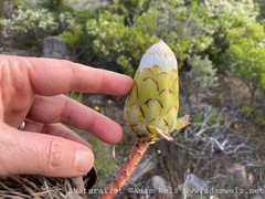 Protea nitida