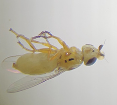 Thaumatomyia