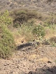 Bucorvus leadbeateri