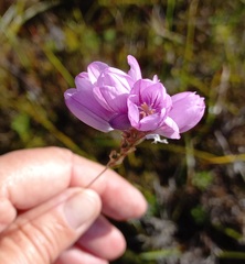 Ixia micrandra