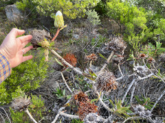 Protea nitida