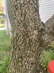 Cornus florida rubra