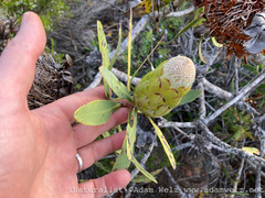 Protea nitida