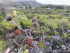 Protea nitida