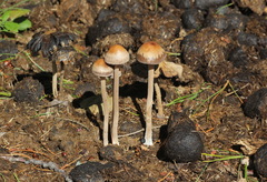 Panaeolus olivaceus