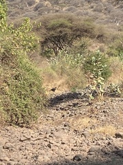 Bucorvus leadbeateri