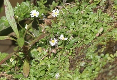 Erigeron bellioides