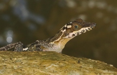 Anolis vermiculatus