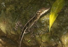Anolis vermiculatus
