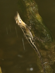 Anolis vermiculatus