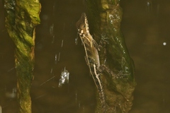 Anolis vermiculatus