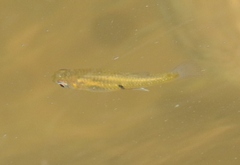 Gambusia holbrooki