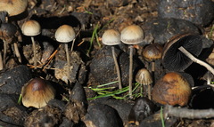 Panaeolus olivaceus