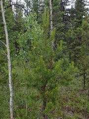 Pinus contorta