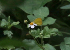 Pyrisitia dina