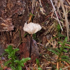 Mycetinis scorodonius