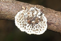 Trametes tenuis