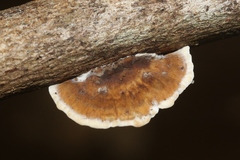 Trametes tenuis