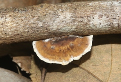 Trametes tenuis