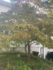Cornus florida rubra