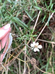 Achillea ptarmica