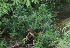 Exostema longiflorum