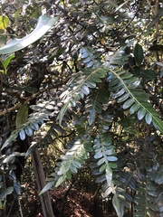 Weinmannia pubescens