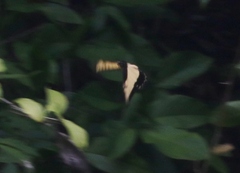 Heraclides androgeus