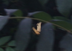 Heraclides androgeus