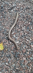 Anguis colchica