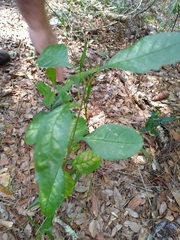 Fraxinus caroliniana