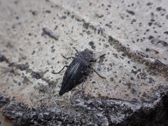 Dicerca tenebrica