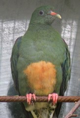Orange-Bellied Fruit-Dove photo 3