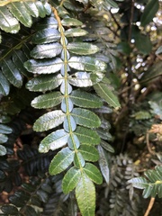 Weinmannia pubescens