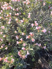 Lobostemon fruticosus