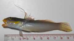 Valenciennea strigata